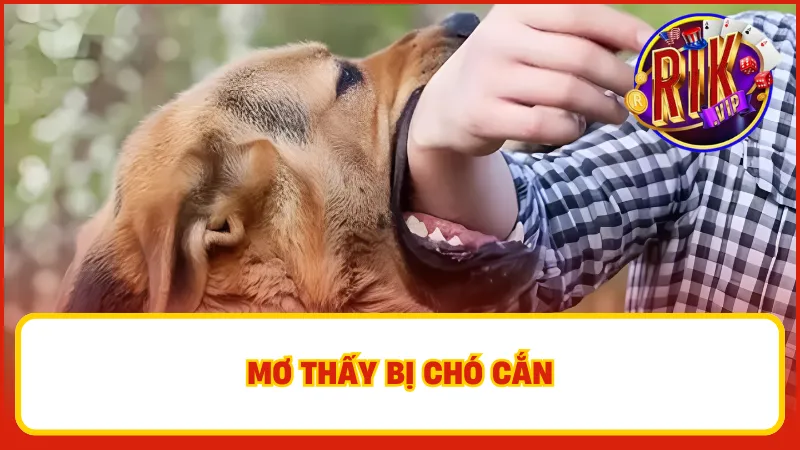 Giải đáp chi tiết cho giấc mơ bị chó cắn